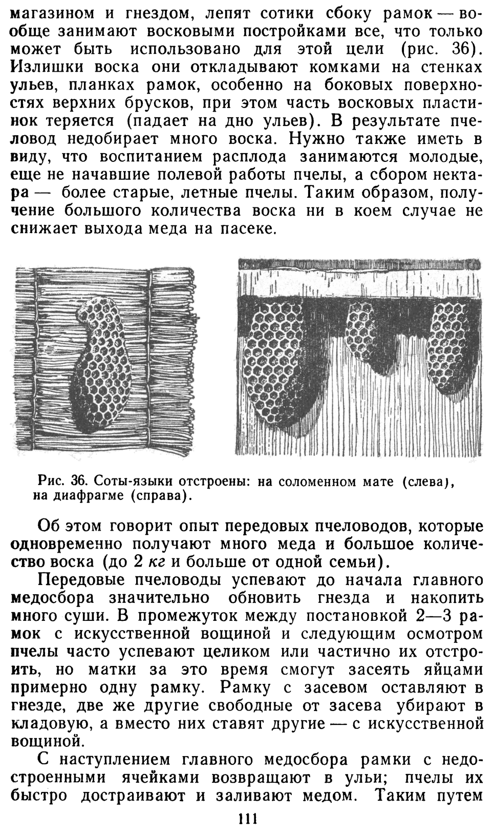           Восковые железы пчел. Постройка сотов