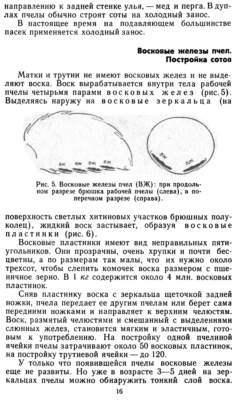           Восковые железы пчел. Постройка сотов