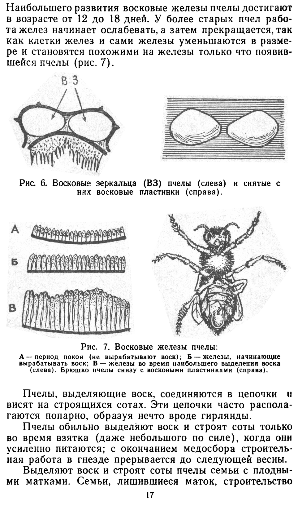           Восковые железы пчел. Постройка сотов