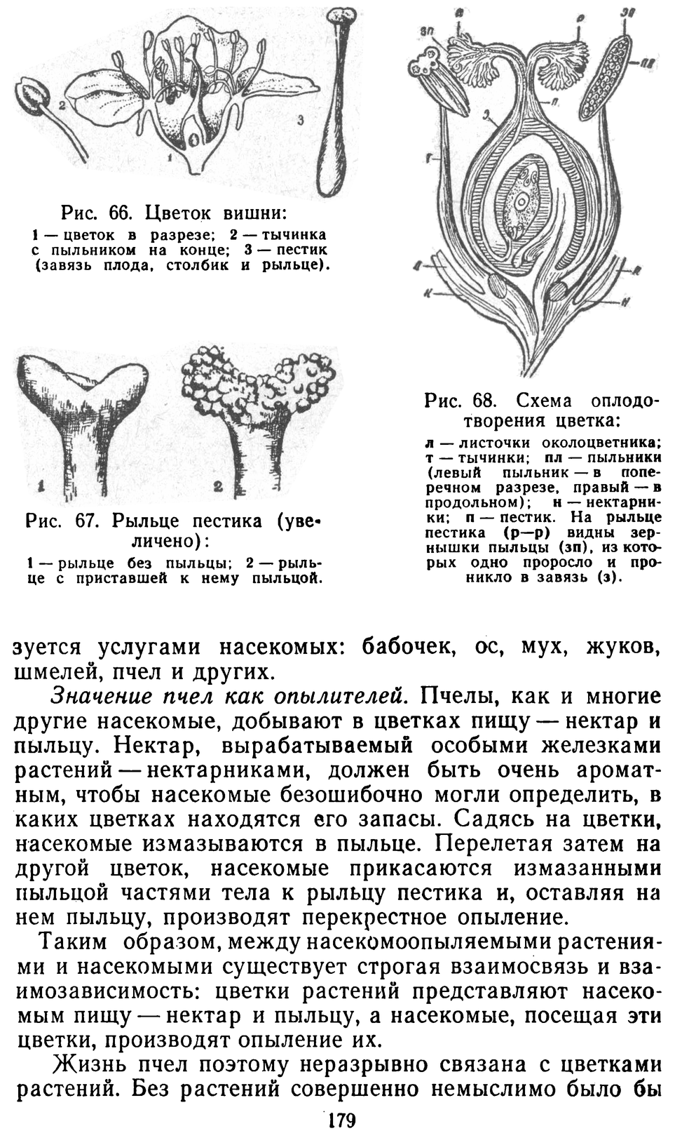           Восковые железы пчел. Постройка сотов