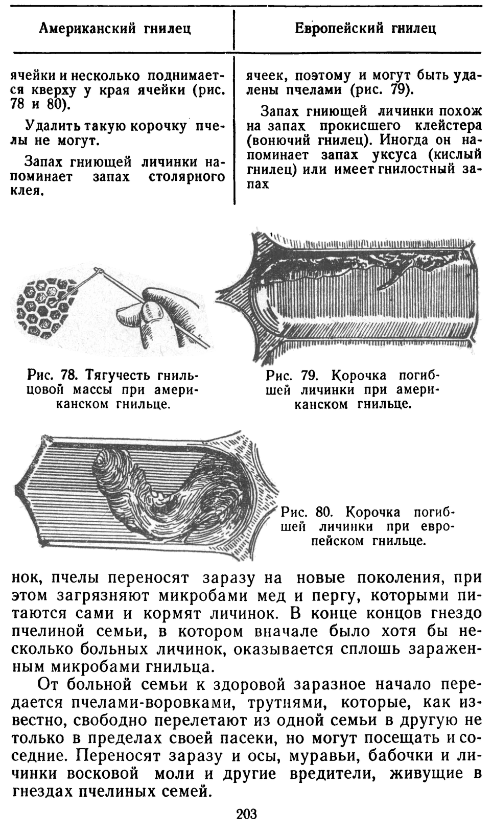           Восковые железы пчел. Постройка сотов