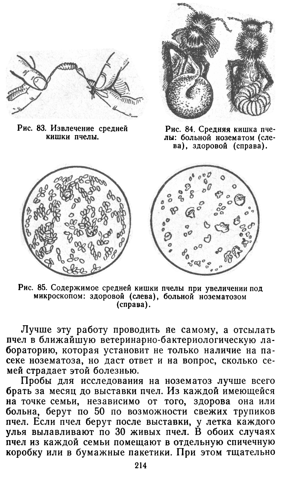           Восковые железы пчел. Постройка сотов