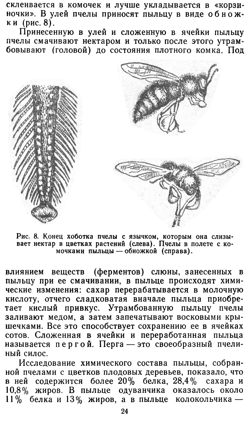           Восковые железы пчел. Постройка сотов