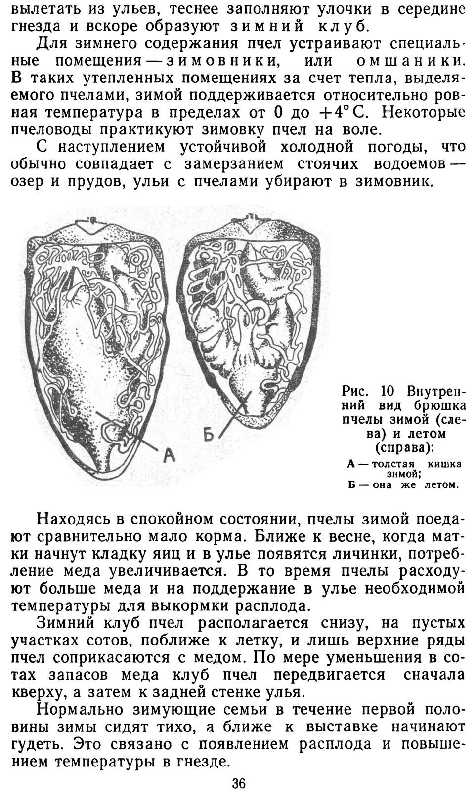           Восковые железы пчел. Постройка сотов