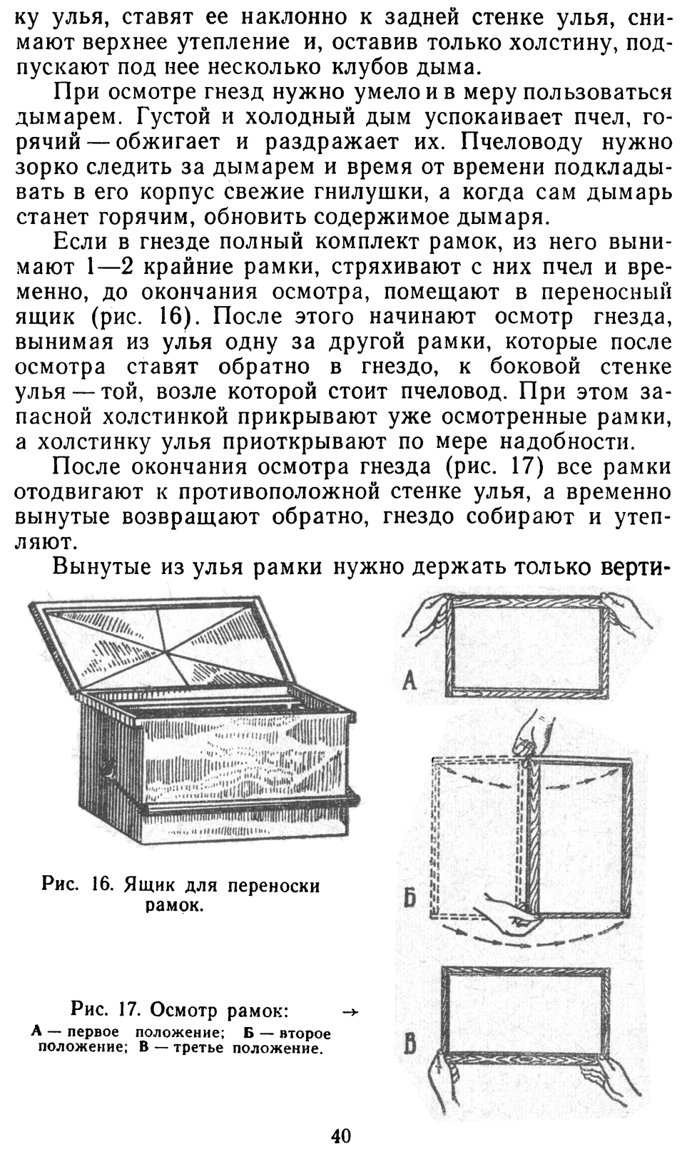           Восковые железы пчел. Постройка сотов