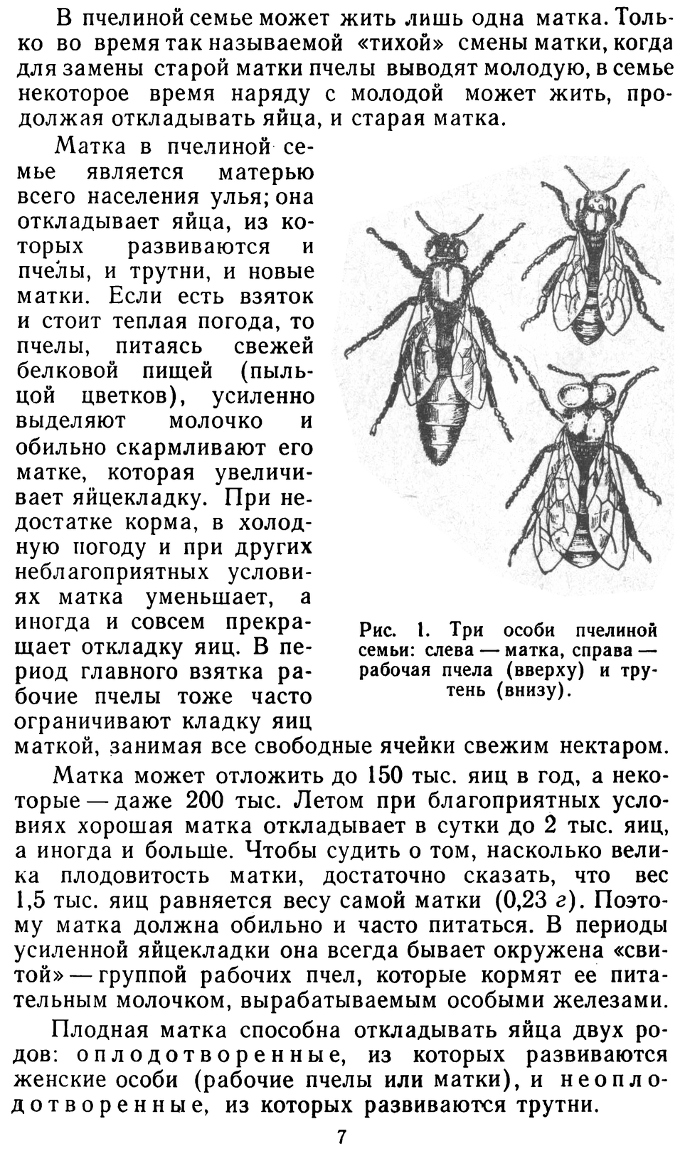      2. Пчелиная семья