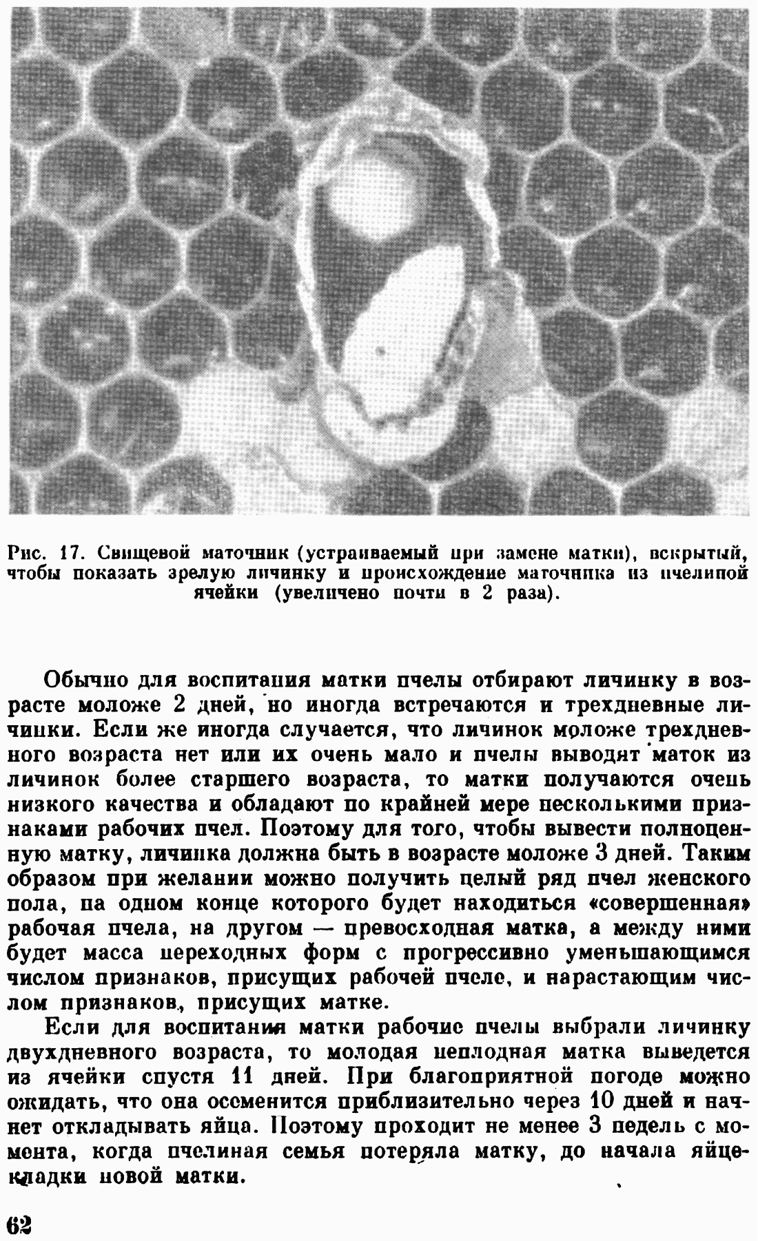 что связывает пчел и паркеты