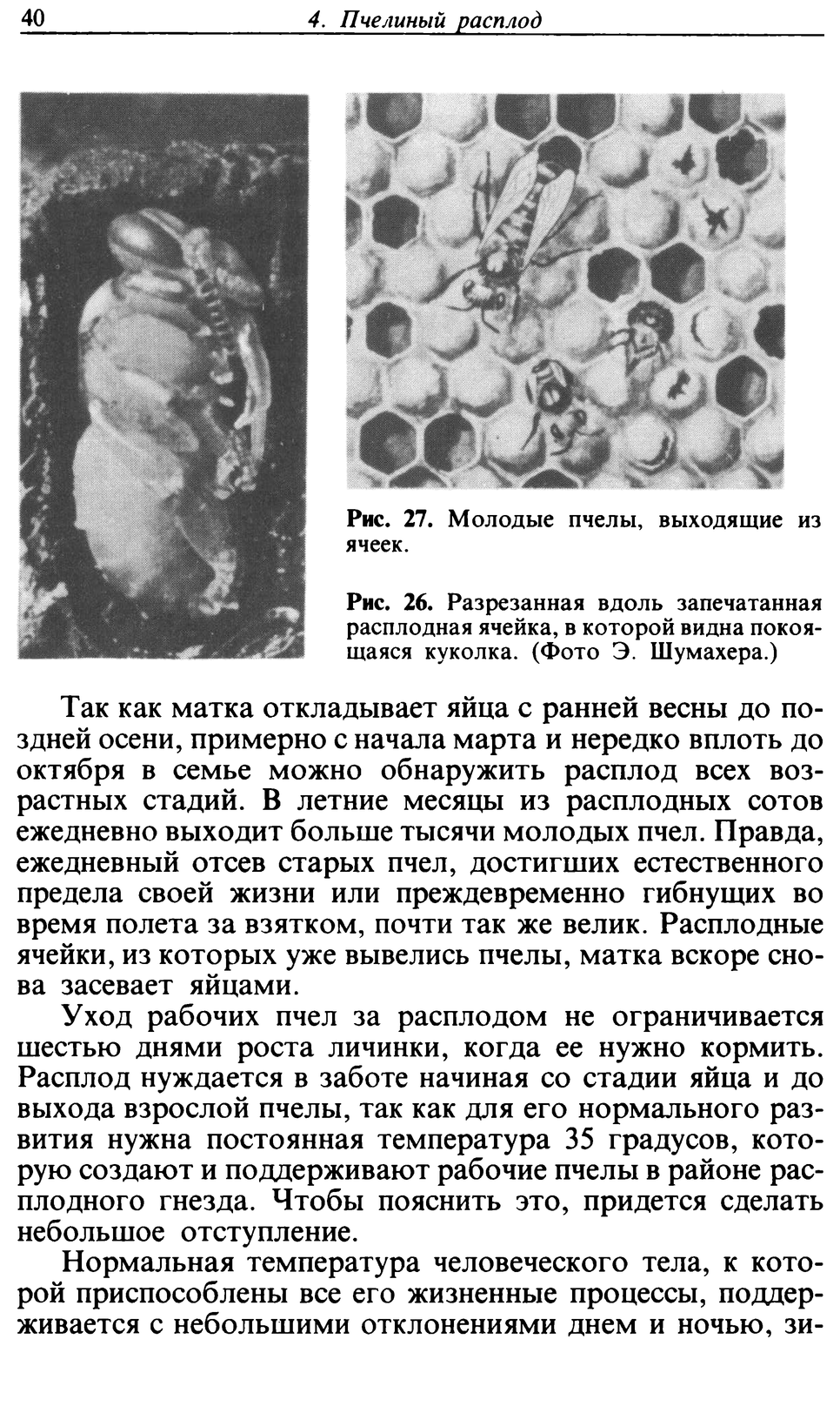 Как выглядит открытый расплод у пчел