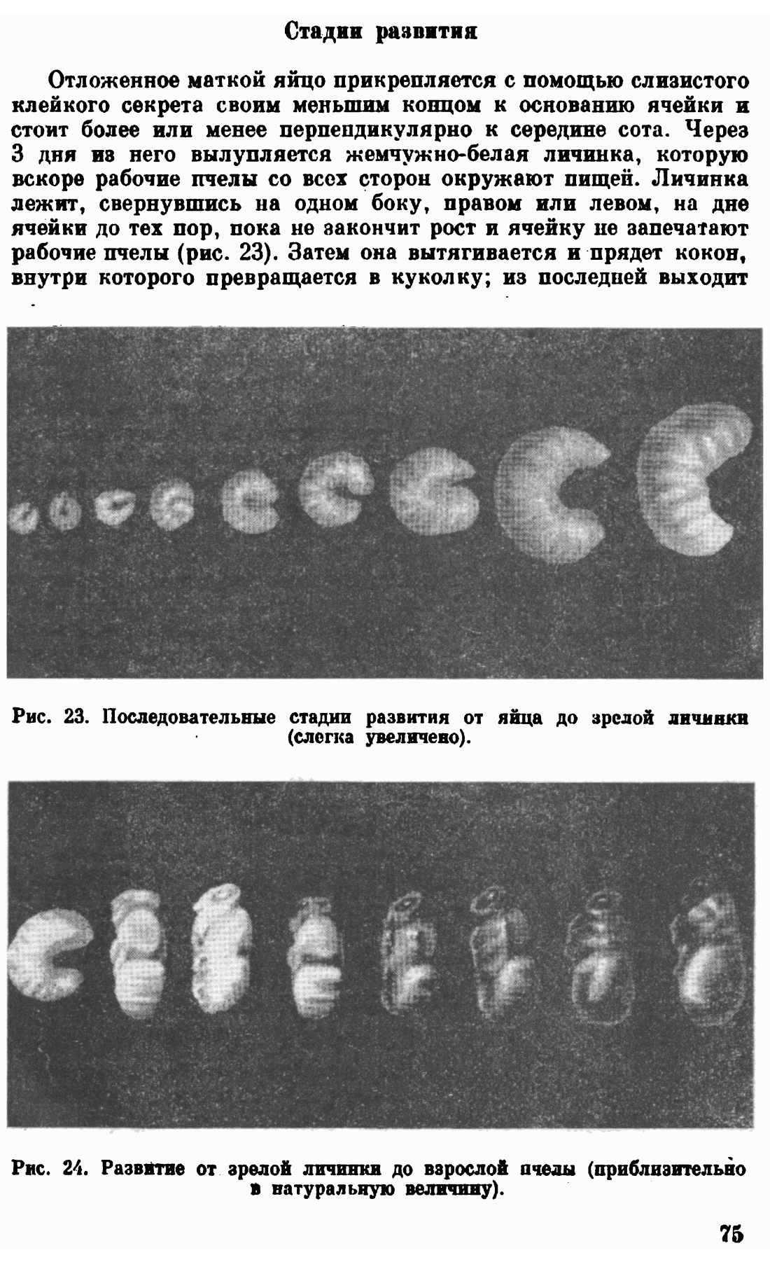 Созревание яичек. Личинки для вывода маток. Стадии развития пчелиной матки. Личинки для вывода маток пчел. Стадии развития личинки пчелы.