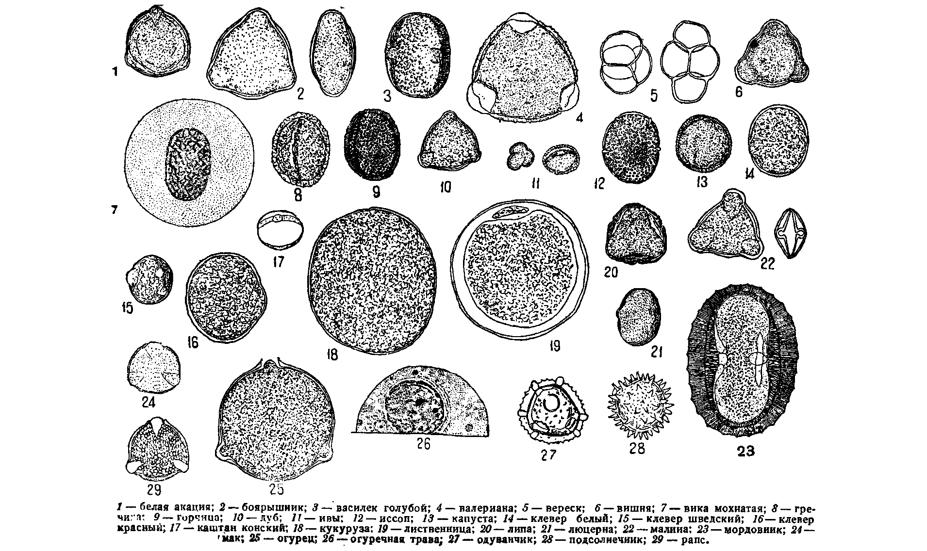 Семена льна микроскопия рисунок