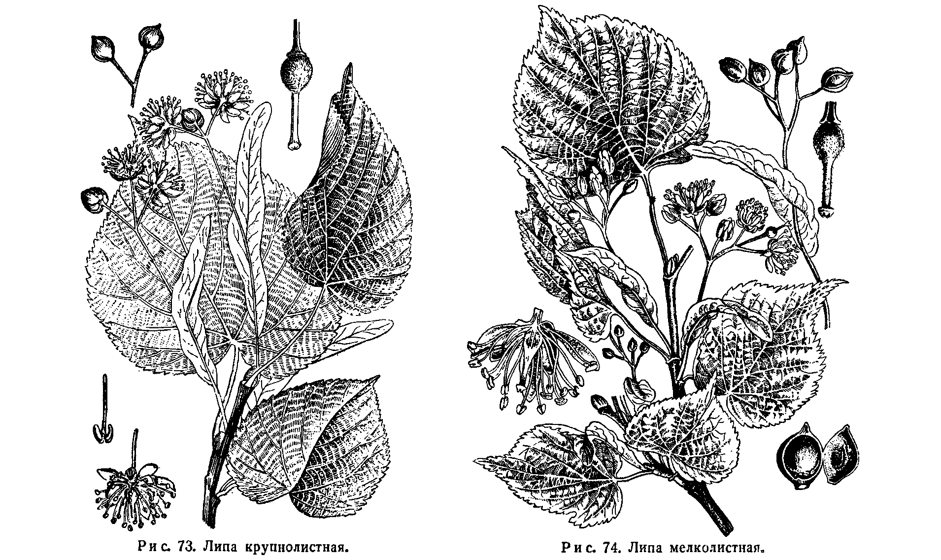 Липа картинка черно белая