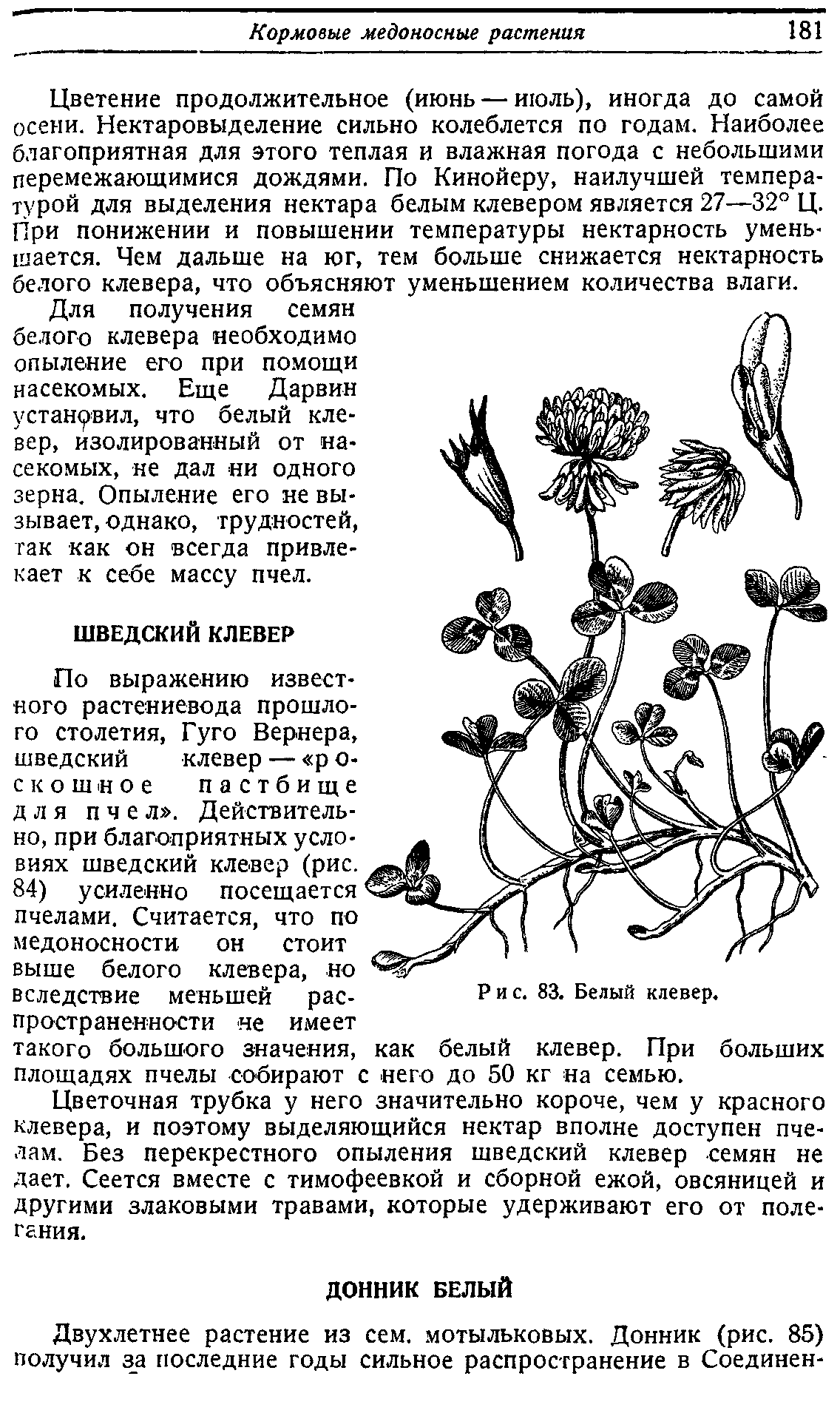 Поиск фото КЛЕВЕР ПОЛЗУЧИЙ ТАБЛИЦА