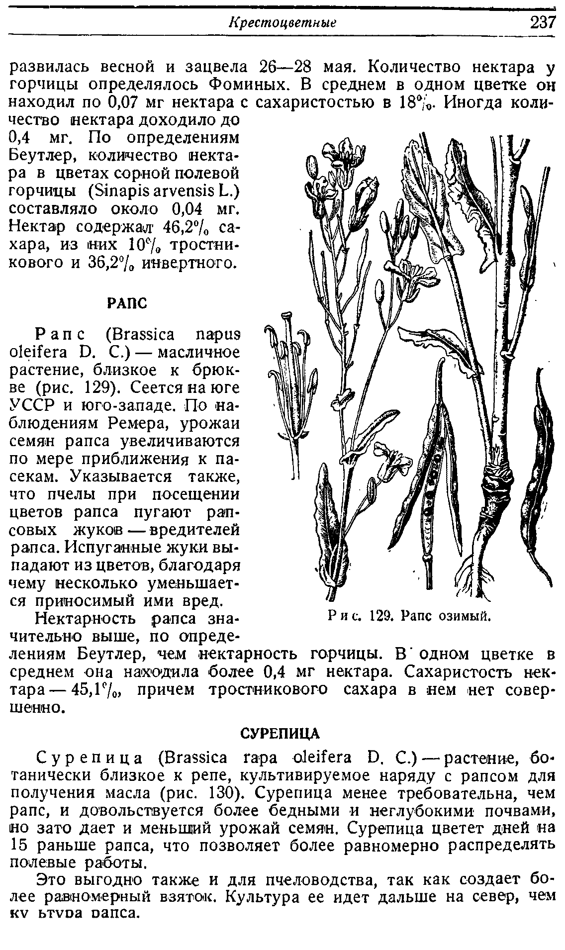 Рапс Растение Фото Для Чего Применение
