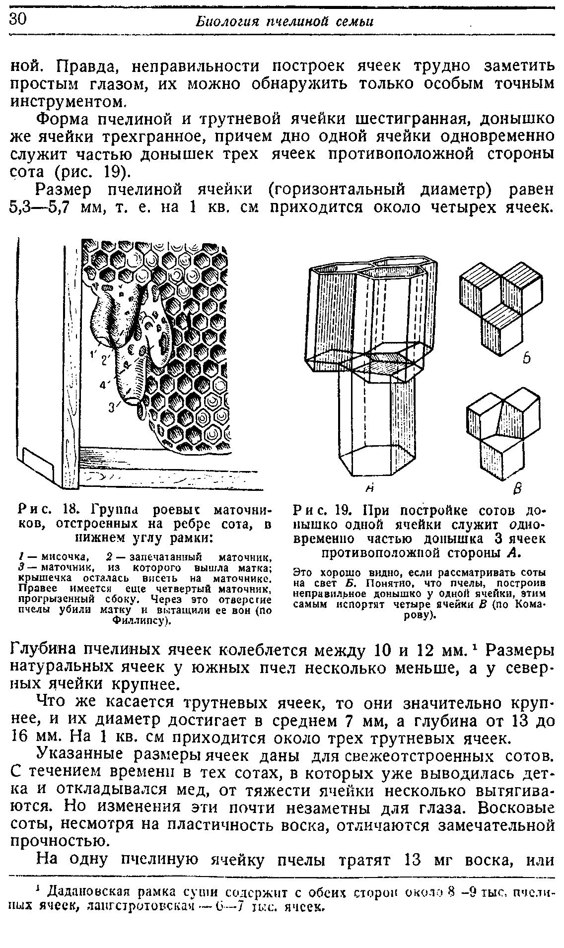 Чертеж пчелиной соты