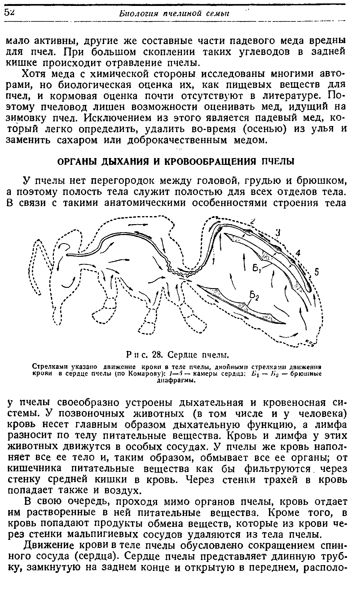 Органы дыхания пчелы. Дыхательная система пчелы. Дыхательный орган у пчелы. Система кровообращения пчелы.