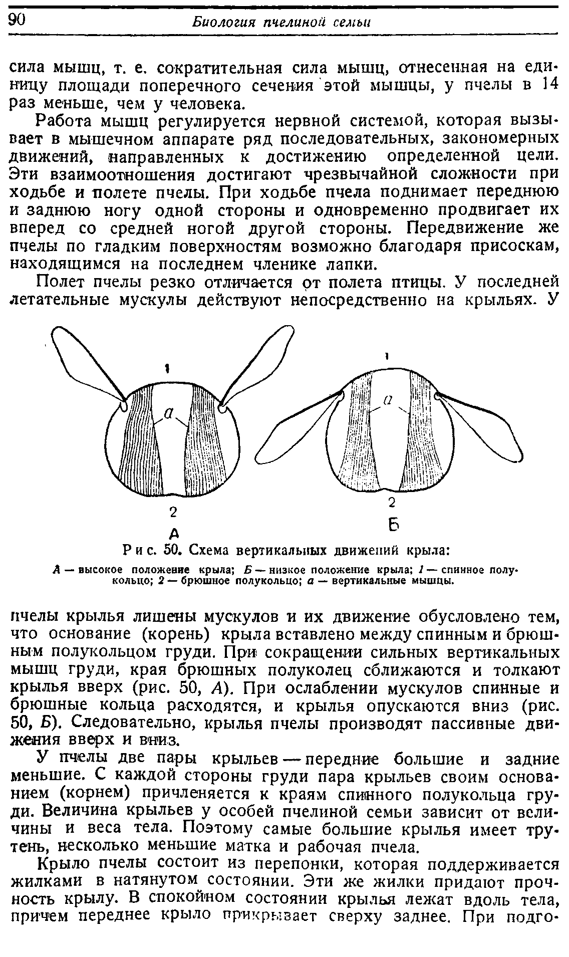 Движения пчел. Пчела биология. Схема крыльев пчелы. Строение крыльев пчелы. Схема движения крыла пчелы.